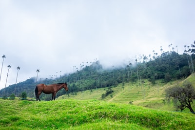 雨云下，站在山脉附近草地上的马